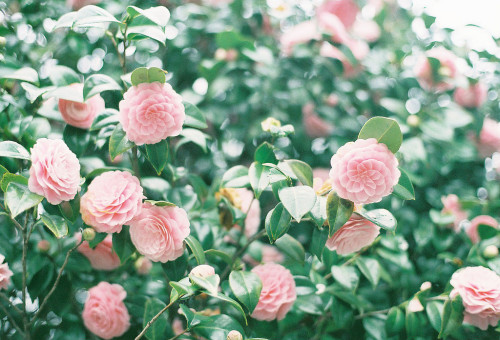 floralls:606 (by minako-mipper)