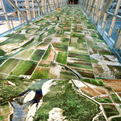 haloheliac:  Seyed Alavi “Flying Carpet”; Wool and nylon carpet; 18.5'W x 150'L; Sacramento International Airport