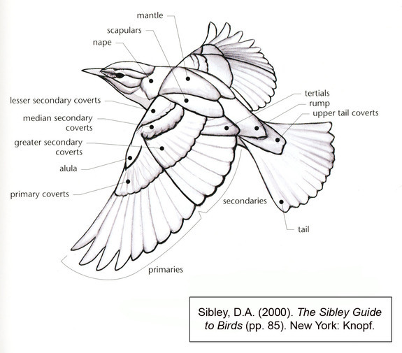 artist-help:   Bird wings  [x] [x] [x]