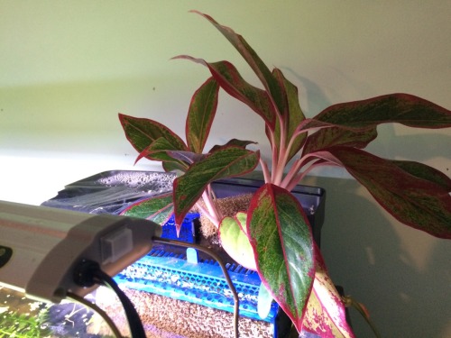 The pothos &amp; Aglaonema again, looking pretty nice!