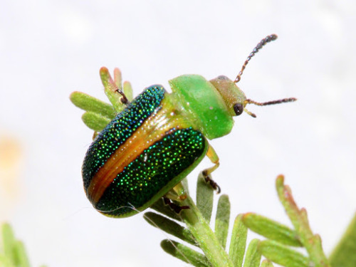 valvala: ghostigal: Acacia leaf beetle - Calomela parilis This colorful beetle is scientifically nam