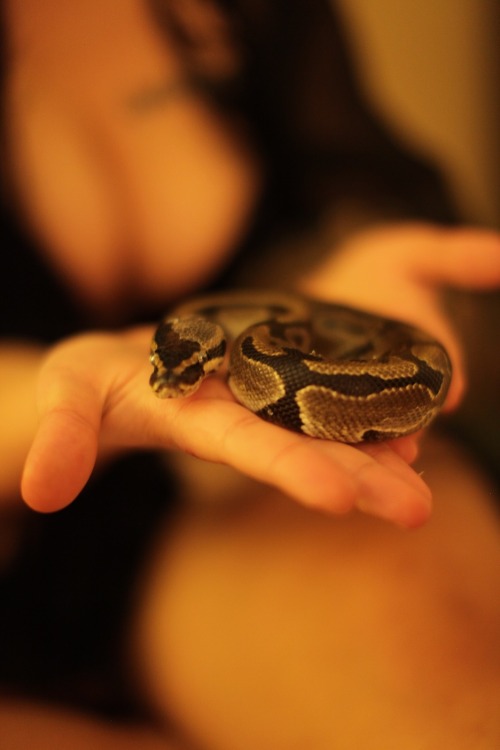 yesmissmina:  snake charmer - ❤ my favorite adult photos