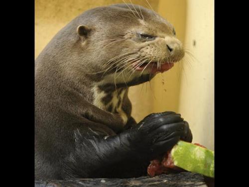 Sex le-temps-plus-que-parfait:  “Otter dislikes pictures