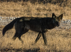 werewolfstripclub:A black phase coyote photographed