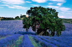 archatlas:  La Piantata La Cabane Perchee  From the architect:La Cabane Perchée was started by Alain Laurens, with Daniel Dufour, cabin designer, and Guislain Andre, master guild joiner, who directs the workshop. Premier builder of Tree Houses in France,