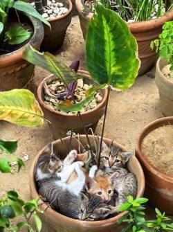 awwww-cute:  Kitties are Growing nicely this