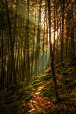 tulipnight:  Mystic place by Martin Zurek 