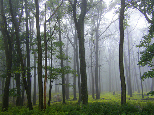 Quiet Morning Forest by Stanley Zimny on Flickr.