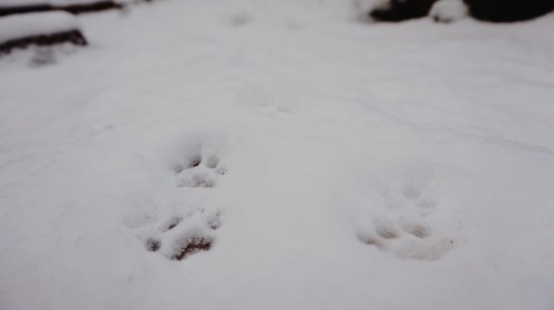 dion-photos: First time playing in the snowJanuary, 2017