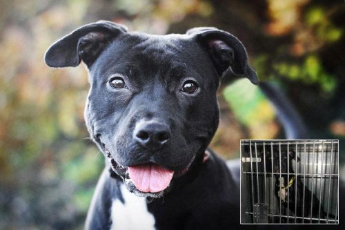 dogjournal: PHOTOGRAPHER TOURS SHELTERS TO HELP DOGS GET ADOPTED - “Our mission is to provide 