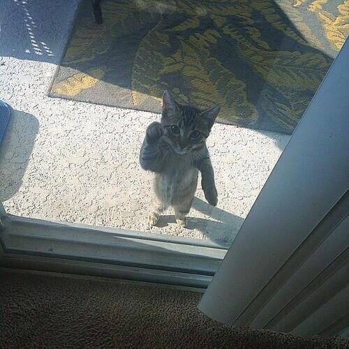 awwww-cute:  Let me in (Source: http://ift.tt/1HkHuJ0)