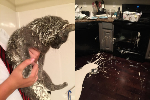 If You’re Thinking of Getting A Cat, This Will Definitely Make You Reconsider…..OMG!