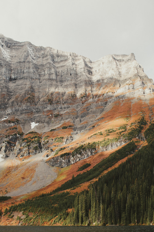 allisonseto:  Trees around the lake // Kananaskis AB 