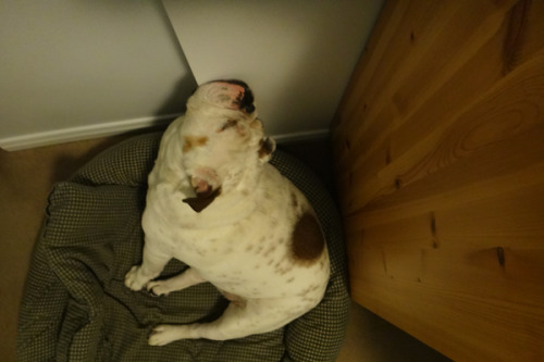 Porn Pics porkchopthebulldog:  Resting my chin on things.