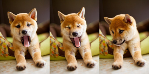 Sora sleepy, Shiba puppy’s yawn