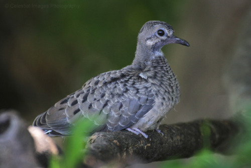 occasionallybirds:Fledglings found in my Pennsylvania yard over the years, from top: Northern Card