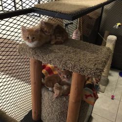 cute-overload:  My work has a “cat library”.