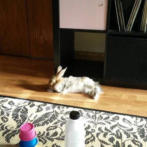 Her sweet fluffy self has not a care in the world. #apricotjambun #angorarabbit #angora #rabbitsofin