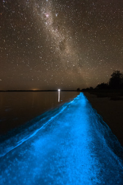 dollzi:  Glowing lake Gipselend … Photographer Phil HartAmazing phenomenon in nature - bioluminescence, photographer Phil Hart was lucky to not only see, but also to capture. As a result of the activity of organisms in the lake Gipselend, the water