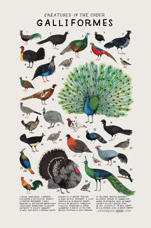 darthvaderchic: sosuperawesome:   Animal Species Illustration Posters by Kelsey Oseid on Etsy More like this    Favorite post ever. 