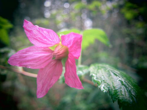 a burst of color on the spring trail. || North Bend, WA