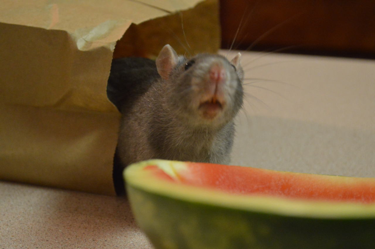 blobratcentral:  The horrifying red jowls of a watermel-urderer. 