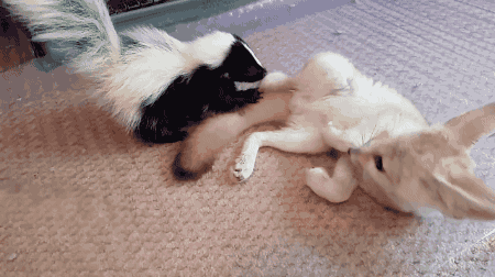 lavenderwaterwitch:gifsboom:Baby Skunk and Fennec Fox. [video][Bethany Jakubson]awwwww
