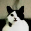 gatoburr0
