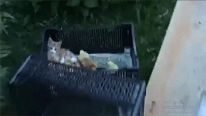 thefingerfuckingfemalefury:  “My weird babies are such good cats Weird yellow cats