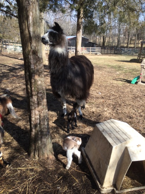 babygoatsandfriends: annamore-the-cupid: Thor and Loki went on a field trip- Loki doesn’t like