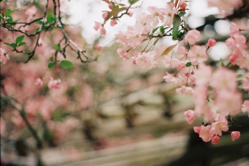 bloodypoppyhead:Pentax SP