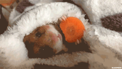 blazepress:  This Japanese Hamster Is Taking