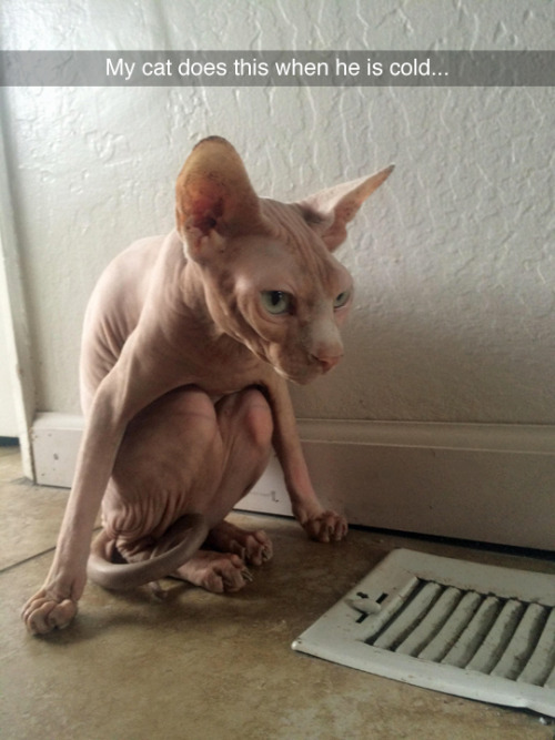 tastefullyoffensive:  When I get out of the shower. (photo by cheerduck) 