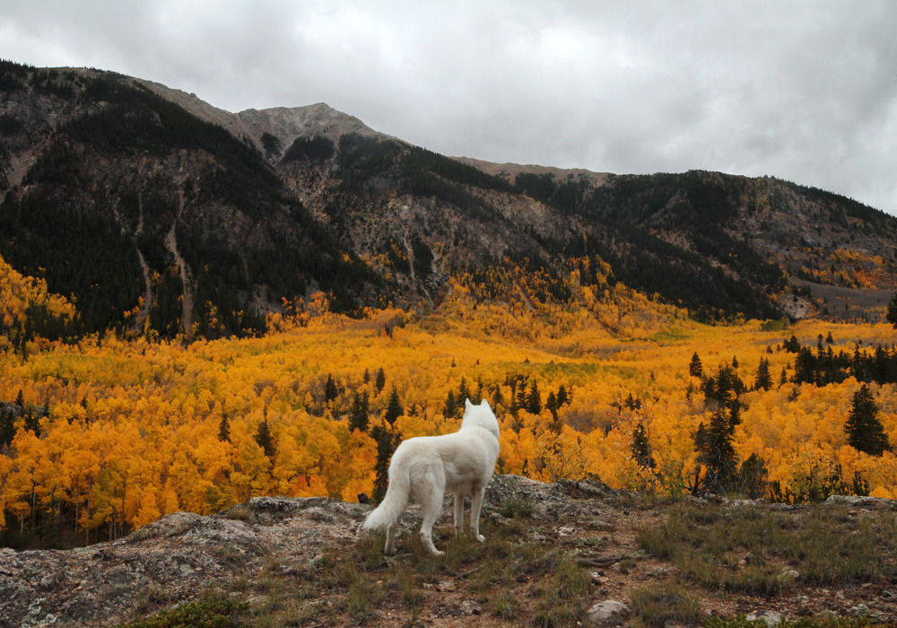 johnandwolf:Independence Pass, CO / Sept. 2016