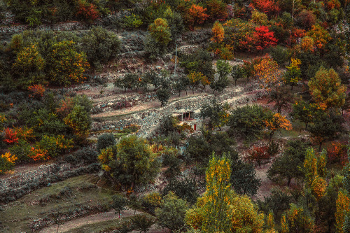 A house lost among the autumn trees, Nagar Valley, Pakistan