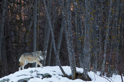 ancientdelirium: Lupo - Wolf Canis lupus) by Chiara Cecchinato on Flickr.