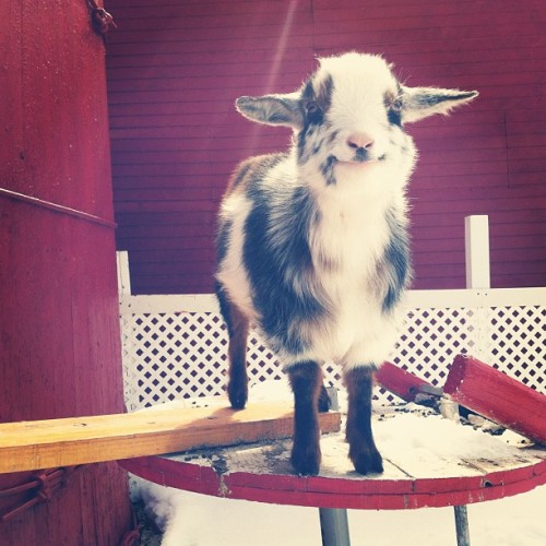 thefluffingtonpost:  PHOTO OP: Hey, Kid Via Jamie Baldanza. 