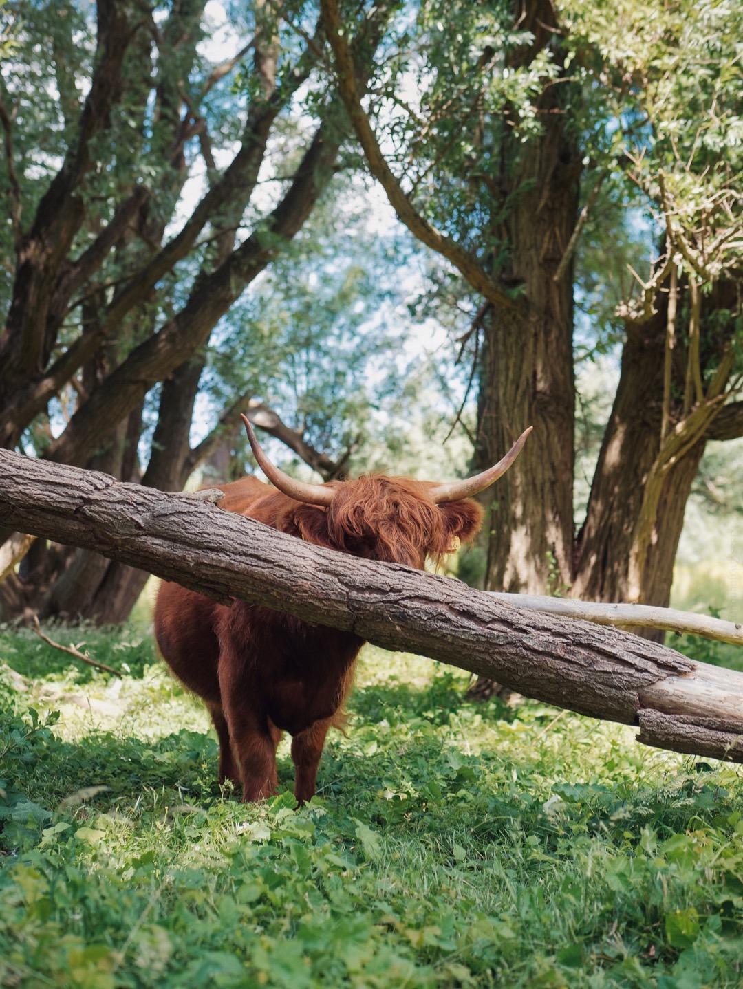 klaasfoto: Hide and seek 2019. After playing hide and seek with cows for three years