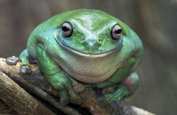 Happy frog