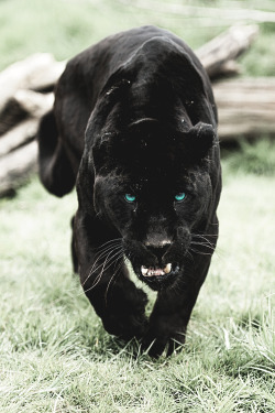 motivationsforlife:  Black Jaguar by Colin