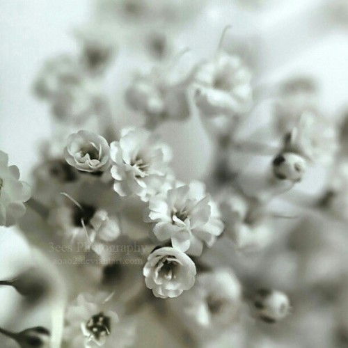 #flowers #macro #closeup #white #light #bright #photo #pic #canon #canon100mm #instagramers #instamo