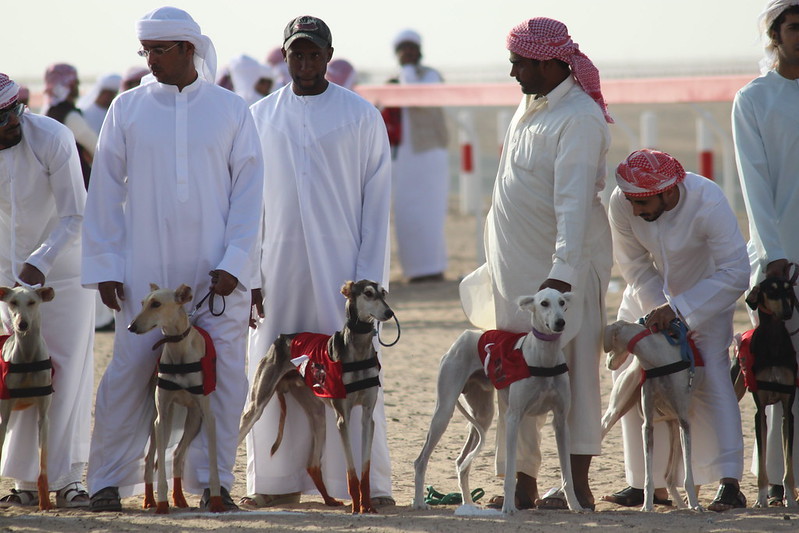 Saluki racing in the UAE. Traditionally the dog’s feet are dyed with red henna to harden the feet and protect them from injury. ...