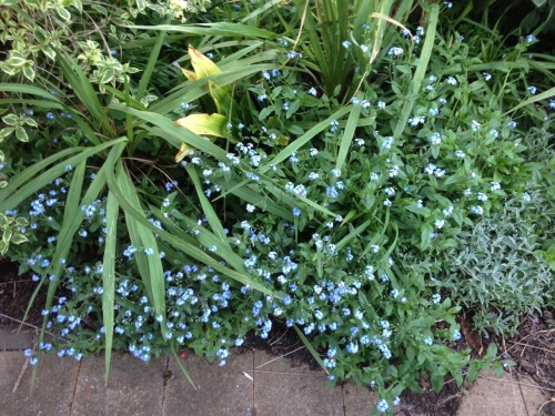 purityplants: Forget-me-not’s