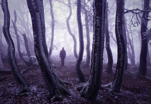 http://www.boredpanda.com/mysterious-forests/