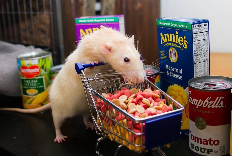 tastefullyoffensive:  The Adorable Adventures of Marty Mouse (photos via MartyMouseHouse)Previously: The