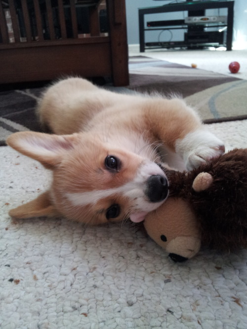 corgiaddict:  Daisy and her arch nemesis Mr. Hedgehog.