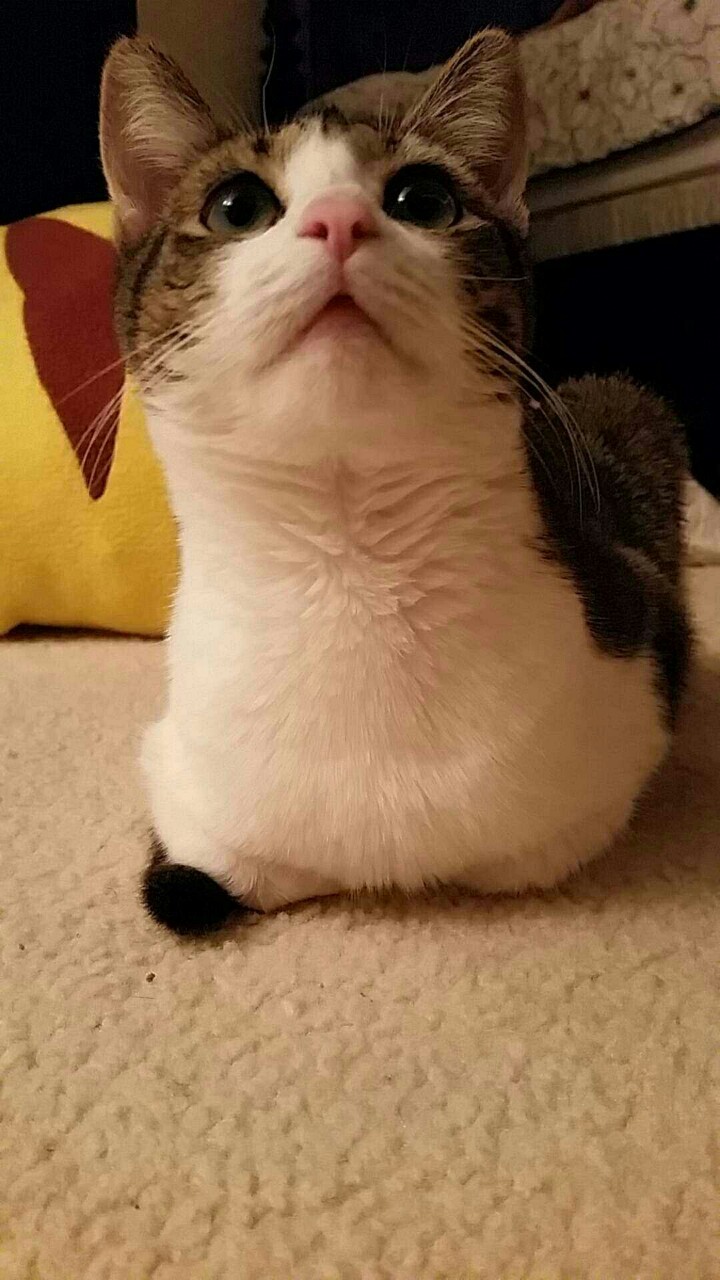 s p i r a n t