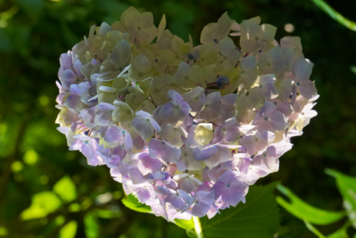 chitaka45:京都 岩船寺 &lt;紫陽花&amp;睡蓮&gt;kyoto gansenji temple  &lt;hydrangea &amp; wa