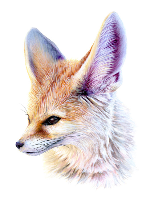 jbatesart: Fennec Fox! Acrylic on paper, 11x17in. The signed original is for sale.