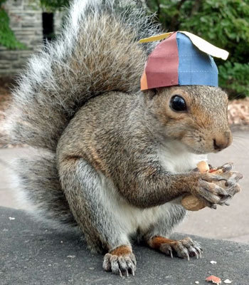 The squirrel that wears many hats
Meet Sneezy, a campus squirrel that lets Penn State student Mary Krupa dress her up a variety of tiny hats.